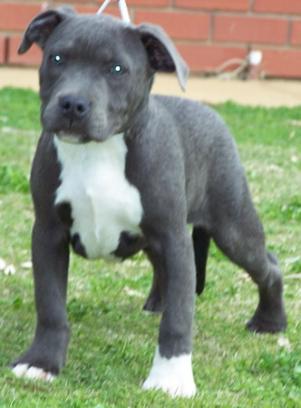 DDDawgs Skull Crusher